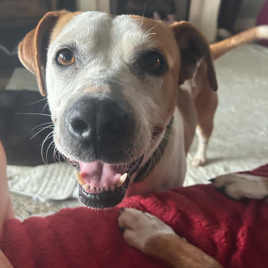 Enlarge Uni *AVAILABLE IN FOSTER, a Adoptable Mixed Breed in Columbiana, AL image 3/6