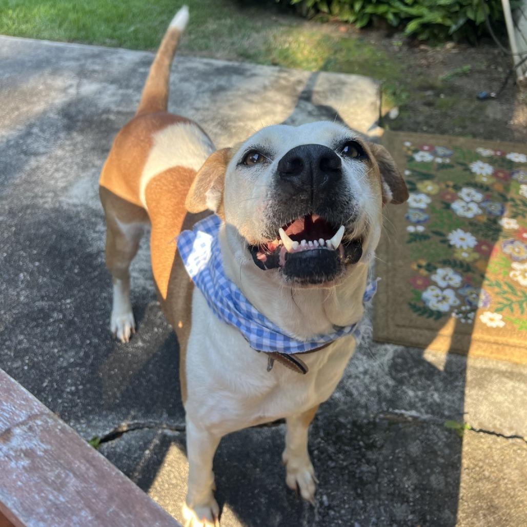 Enlarge Uni *AVAILABLE IN FOSTER, a Adoptable Mixed Breed in Columbiana, AL image 4/6
