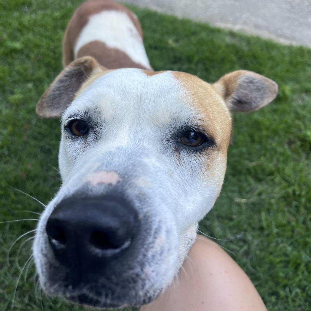 Uni *AVAILABLE IN FOSTER, a Adoptable Mixed Breed in Columbiana, AL image 5/6