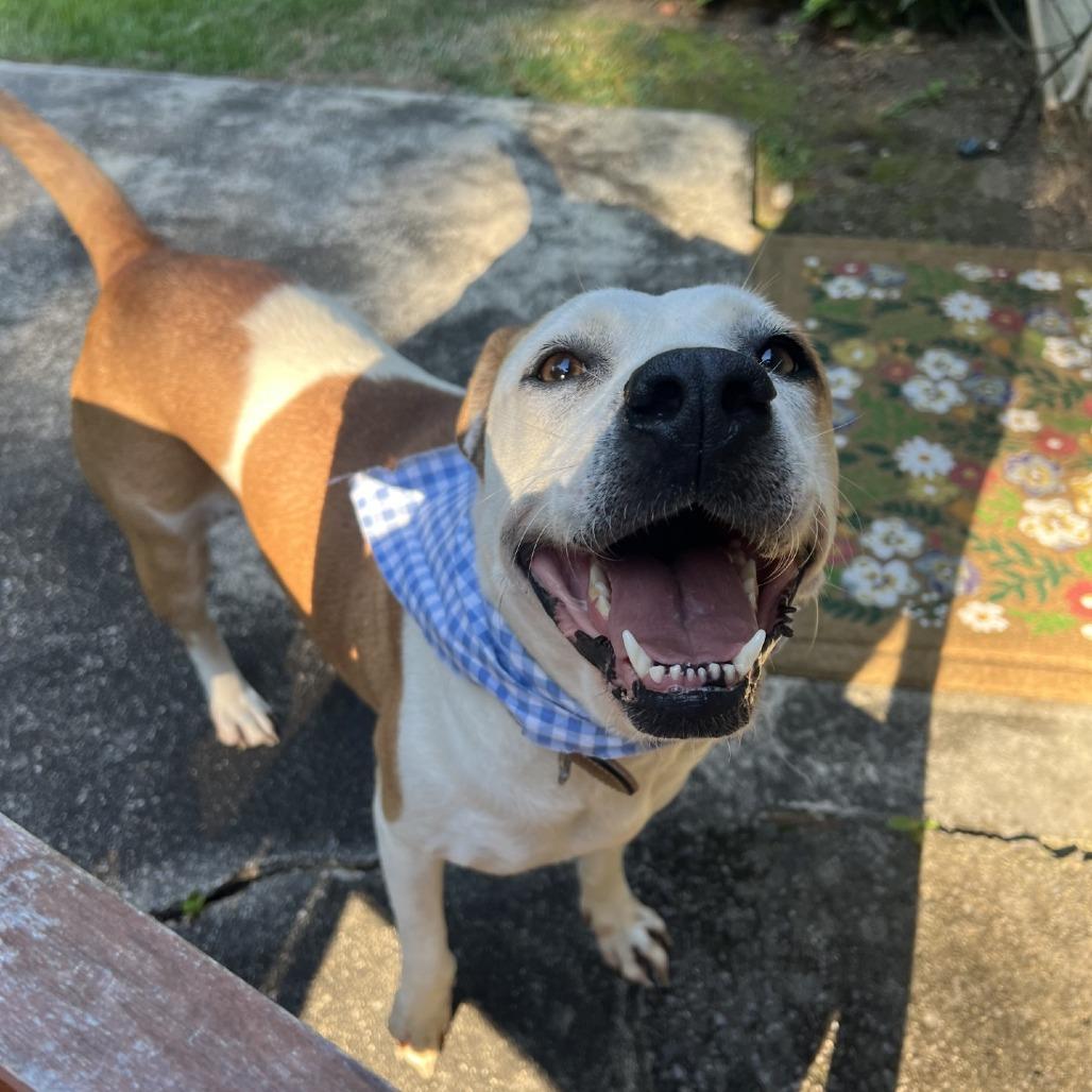Uni *AVAILABLE IN FOSTER, a Adoptable Mixed Breed in Columbiana, AL image 6/6
