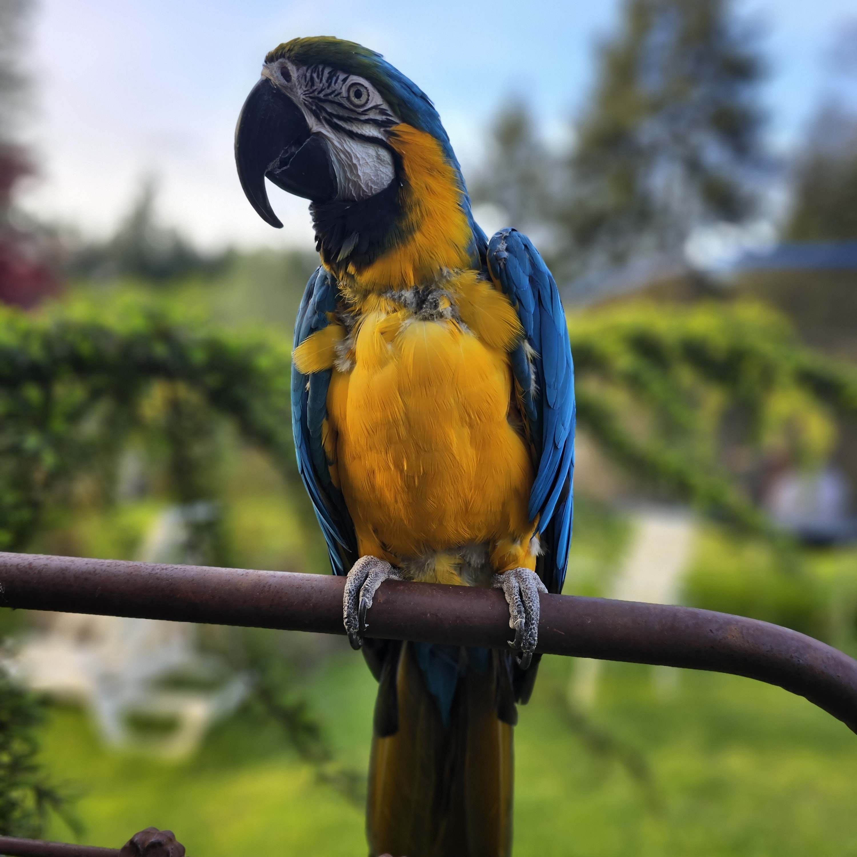 Enlarge Machu Picchu The Macaw, an adoptable Macaw in Vancouver, WA image 1/9