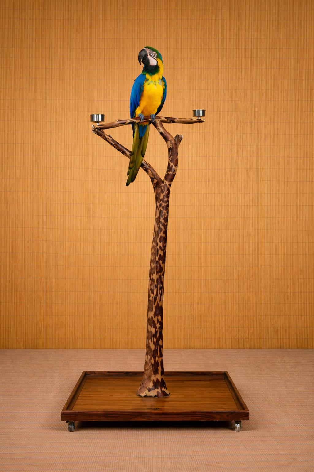 Enlarge Machu Picchu The Macaw Prefers Men Or Experienced Handler , an adoptable Macaw in Vancouver, WA image 3/6