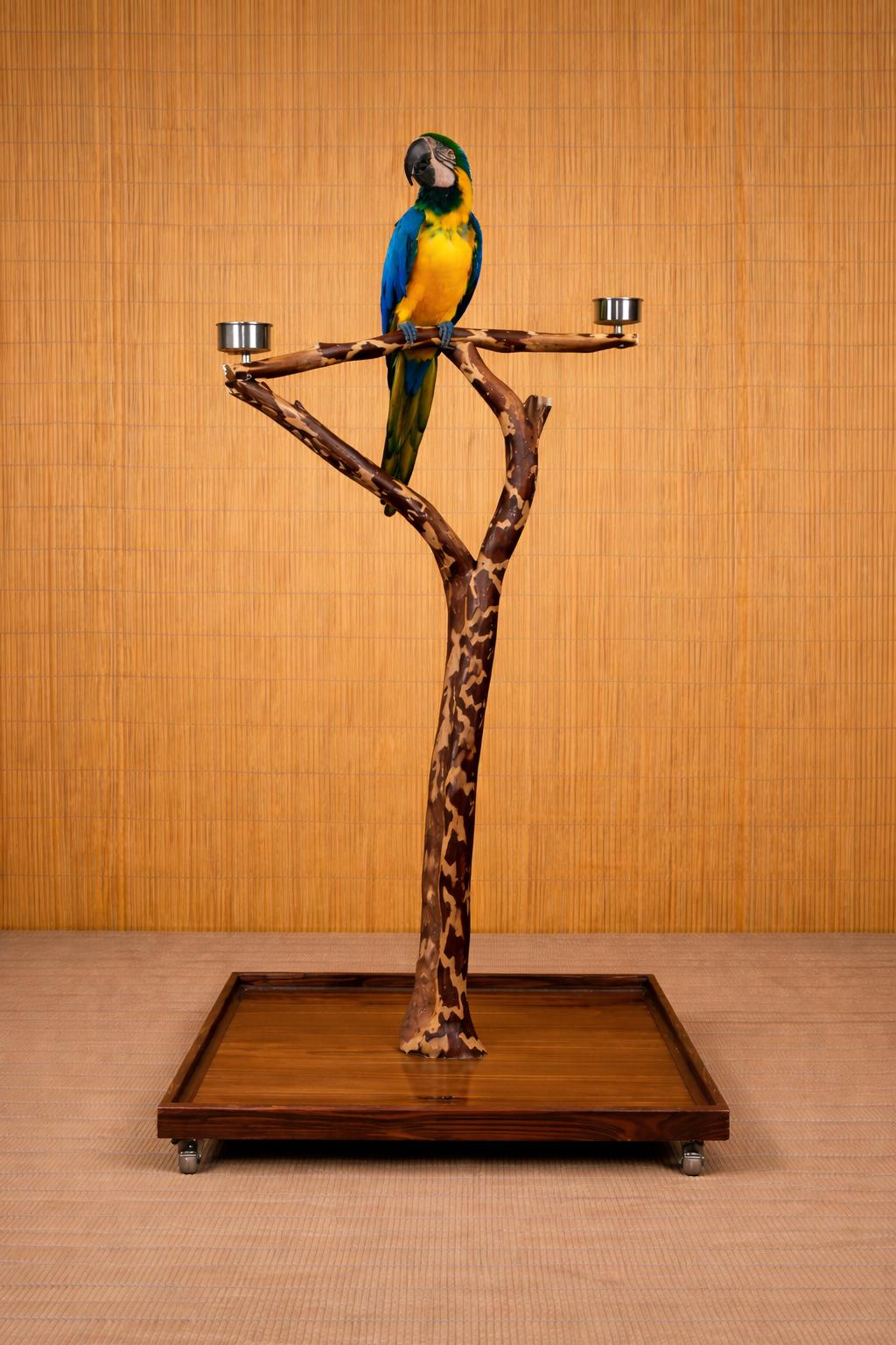 Enlarge Machu Picchu The Macaw Prefers Men Or Experienced Handler , an adoptable Macaw in Vancouver, WA image 4/6