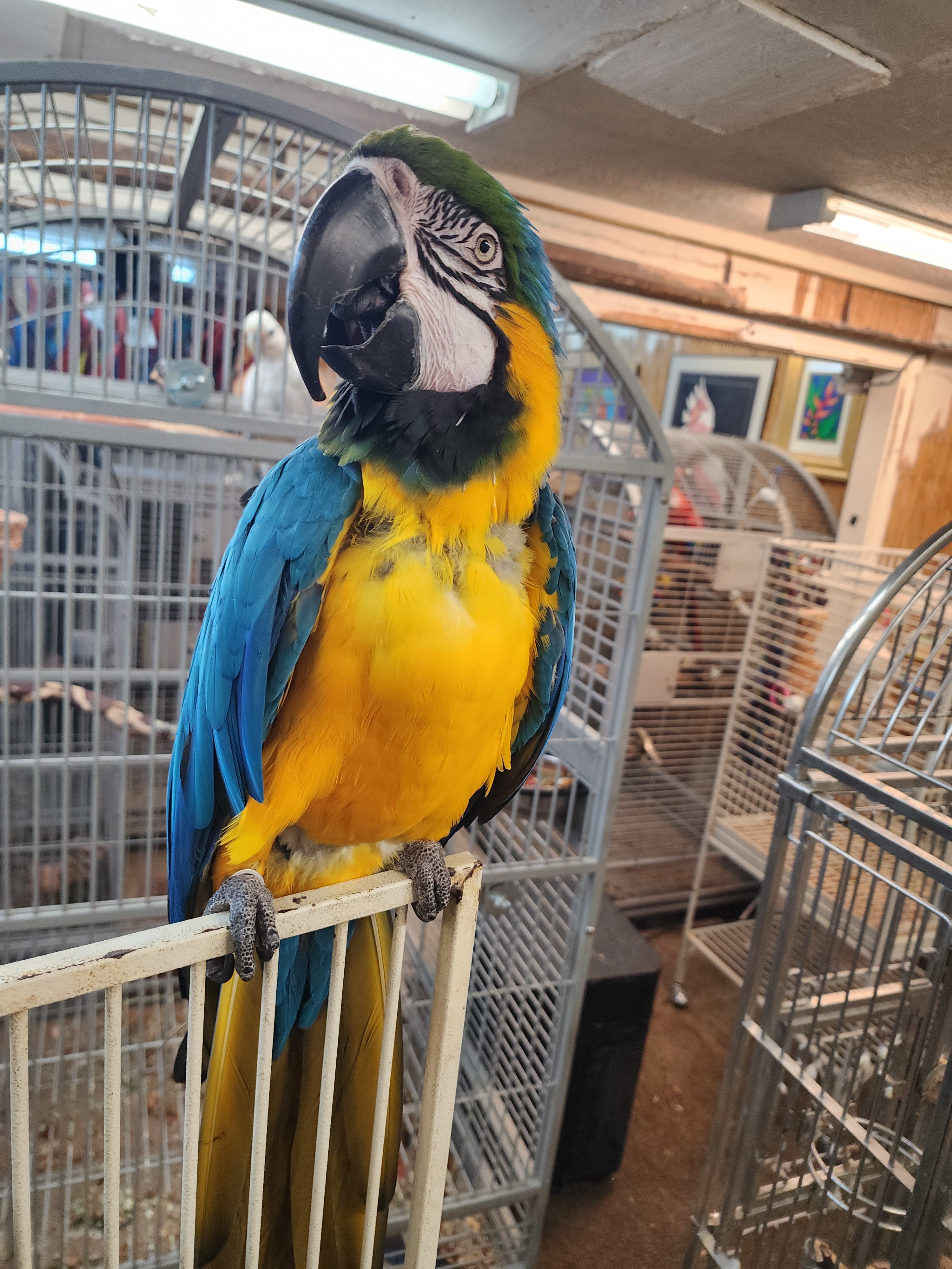 Enlarge Machu Picchu The Macaw, an adoptable Macaw in Vancouver, WA image 6/9