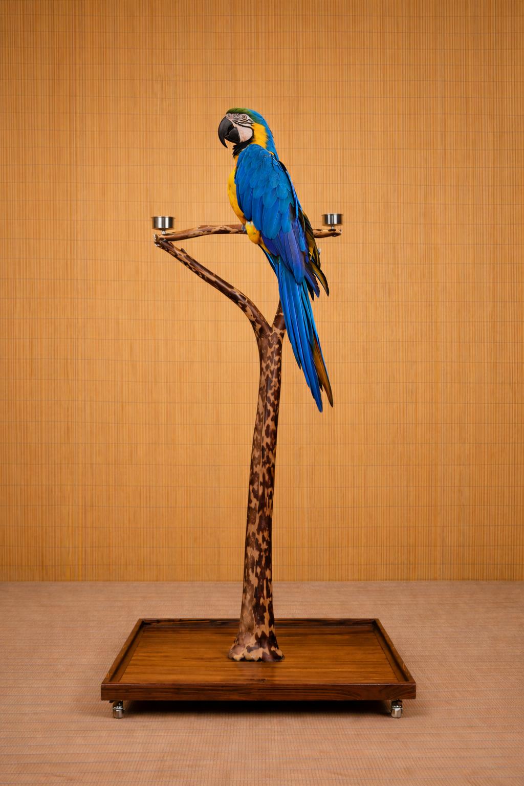 Enlarge Machu Picchu The Macaw Prefers Men Or Experienced Handler , an adoptable Macaw in Vancouver, WA image 5/6