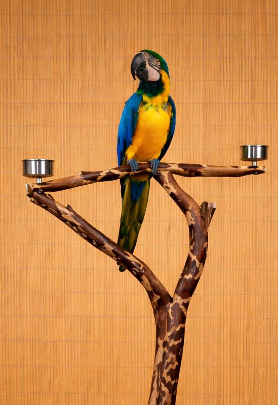 Enlarge Machu Picchu The Macaw Prefers Men Or Experienced Handler , an adoptable Macaw in Vancouver, WA image 2/6