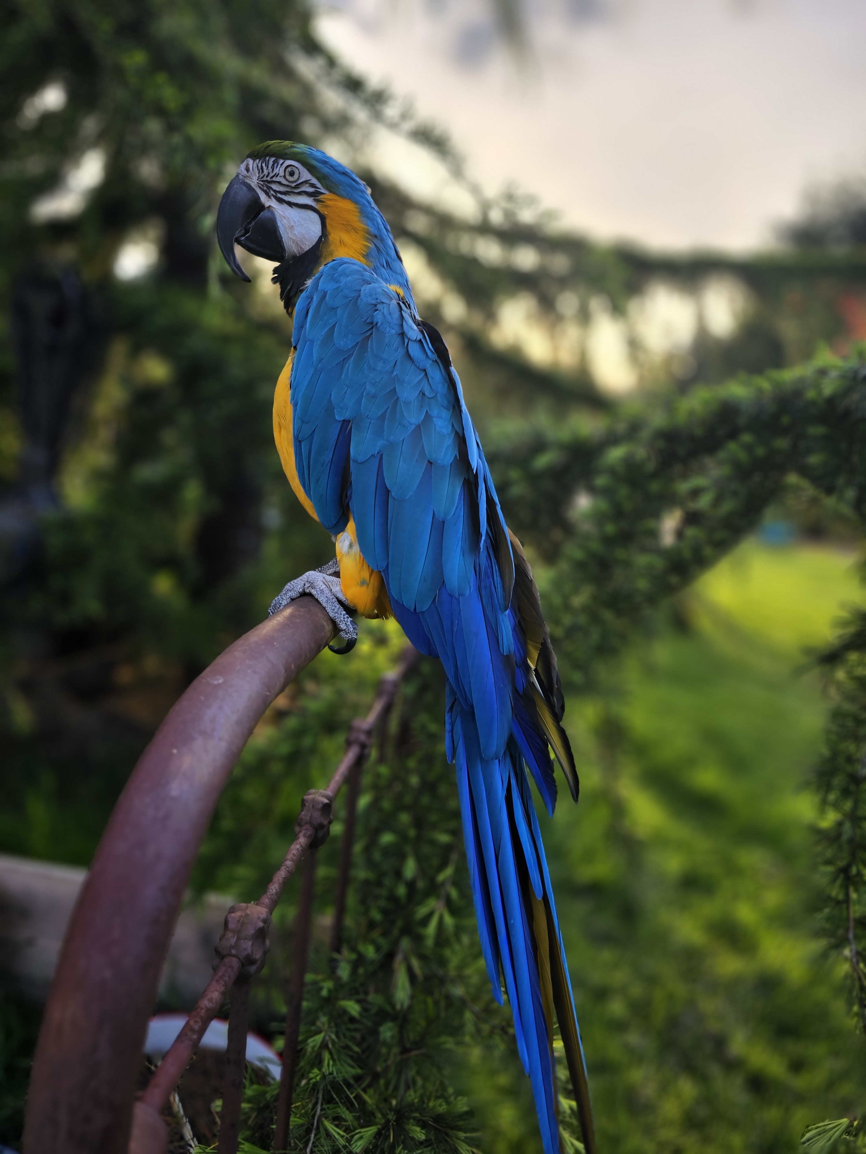 Enlarge Machu Picchu The Macaw, an adoptable Macaw in Vancouver, WA image 7/9
