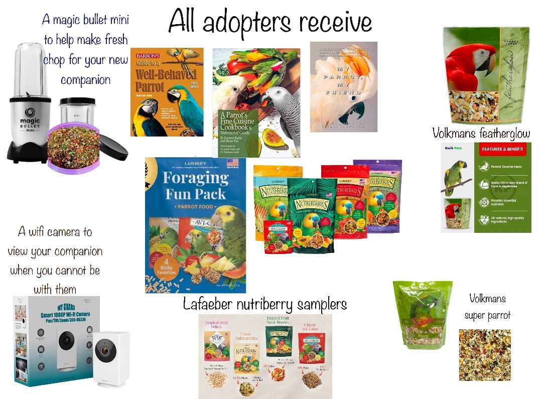 Enlarge Machu Picchu The Macaw, an adoptable Macaw in Vancouver, WA image 8/9