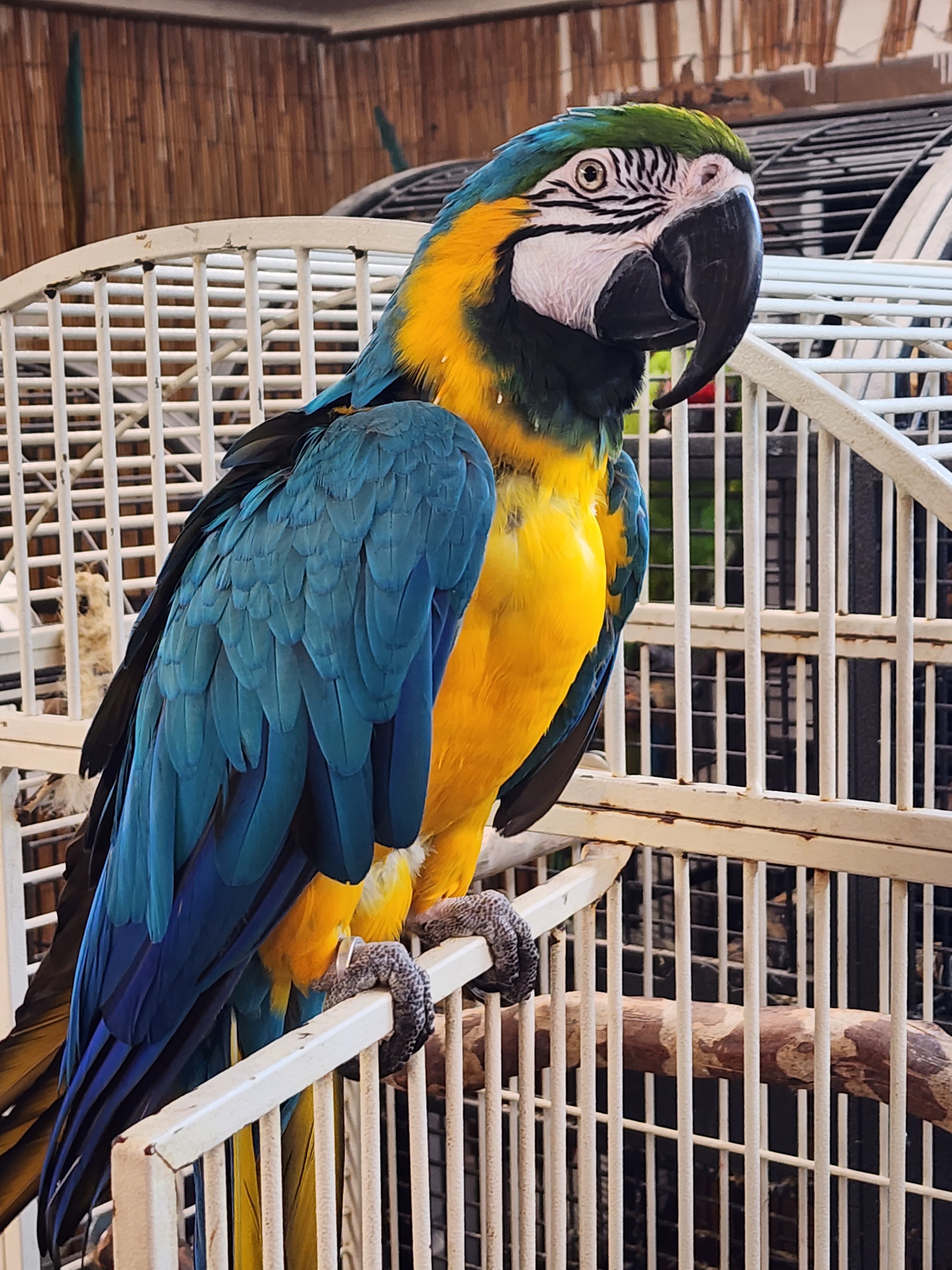 Enlarge Machu Picchu The Macaw, an adoptable Macaw in Vancouver, WA image 9/9