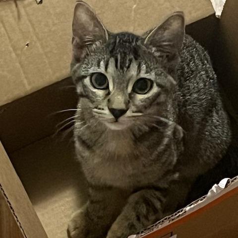 Carpenter C69004, Adoptable, Young Female Domestic Short Hair.