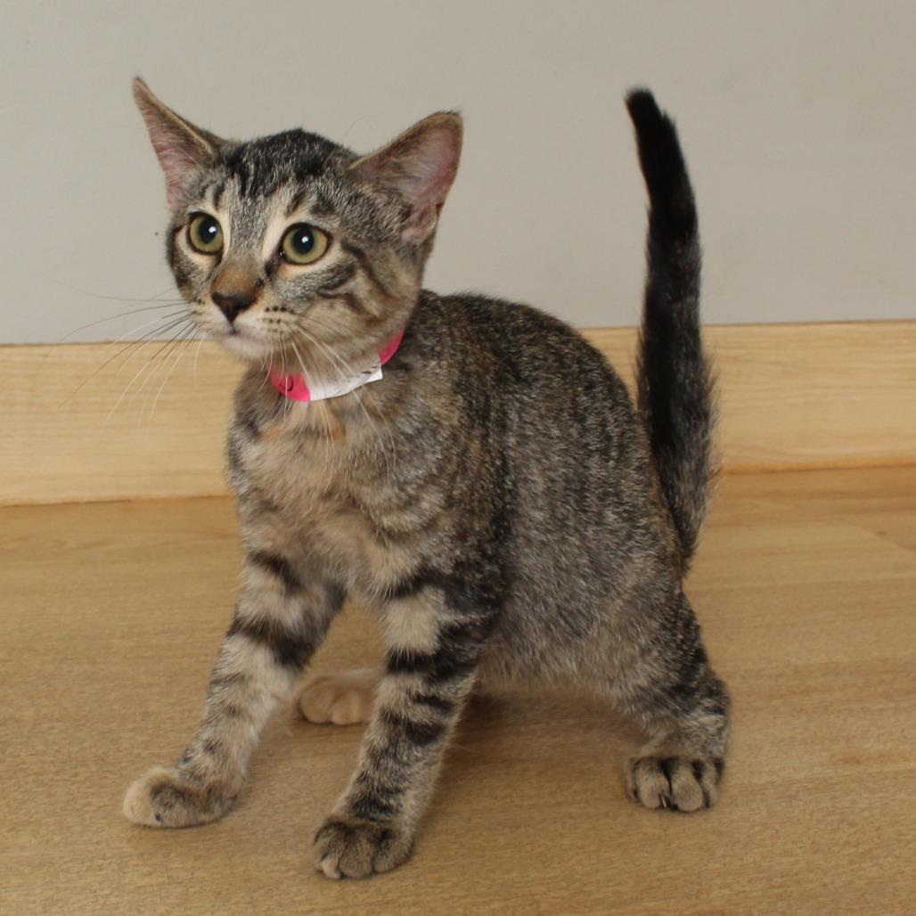 Enlarge Carpenter C69004, a Adoptable Domestic Short Hair in Minnetonka, MN image 2/6