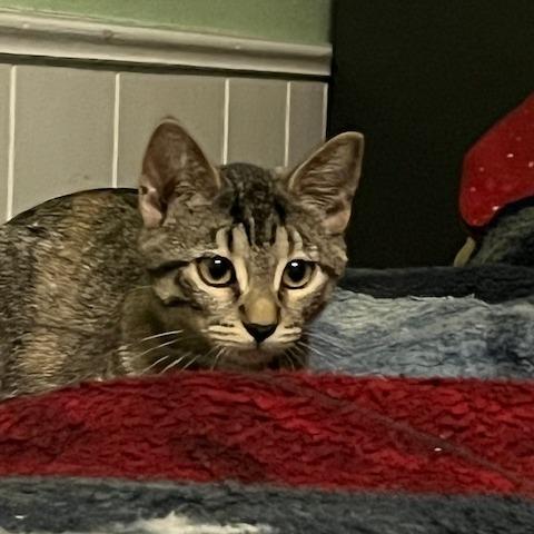 Enlarge Carpenter C69004, a Adoptable Domestic Short Hair in Minnetonka, MN image 3/6