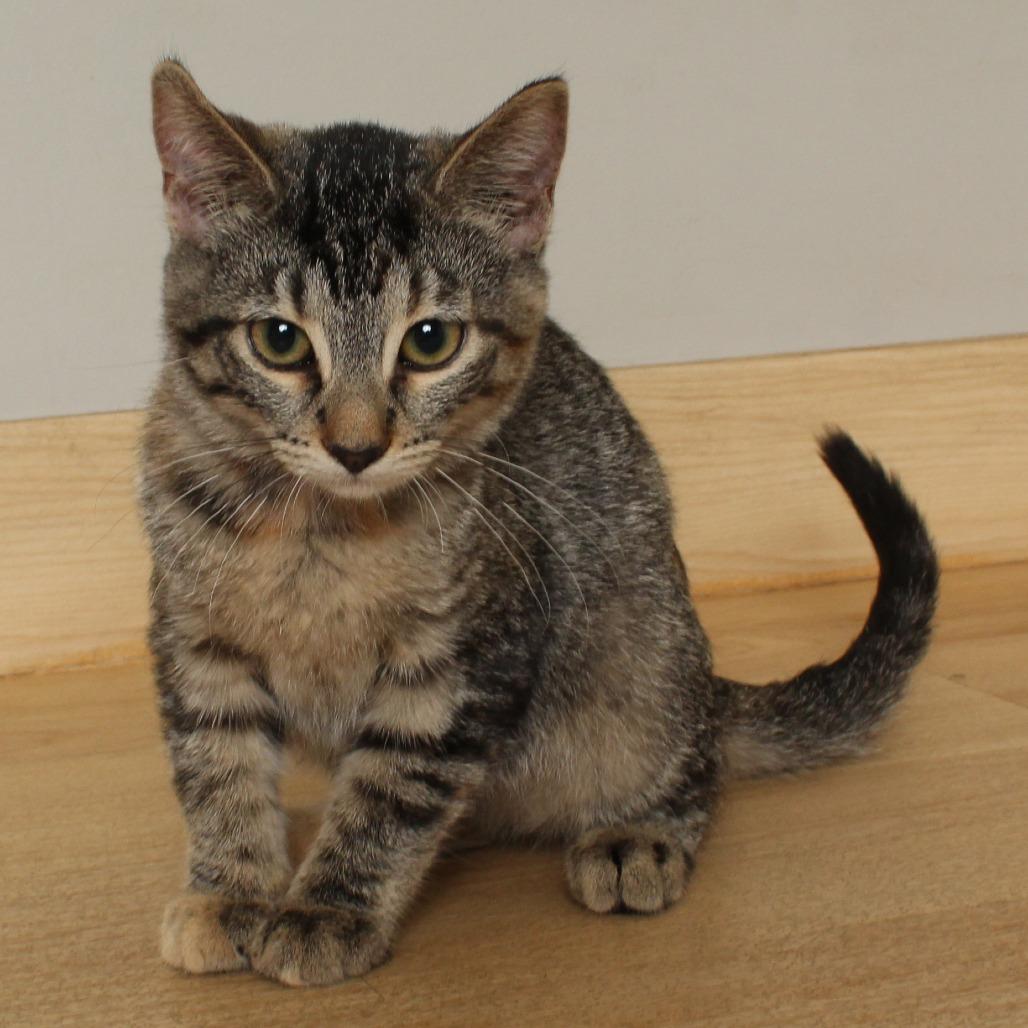 Enlarge Carpenter C69004, a Adoptable Domestic Short Hair in Minnetonka, MN image 4/6