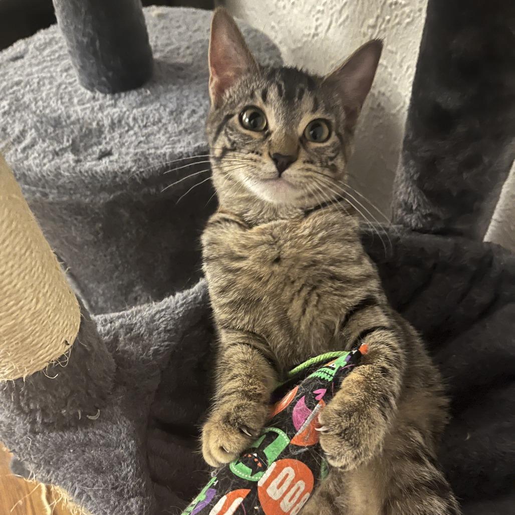 Carpenter C69004, a Adoptable Domestic Short Hair in Minnetonka, MN image 4/6