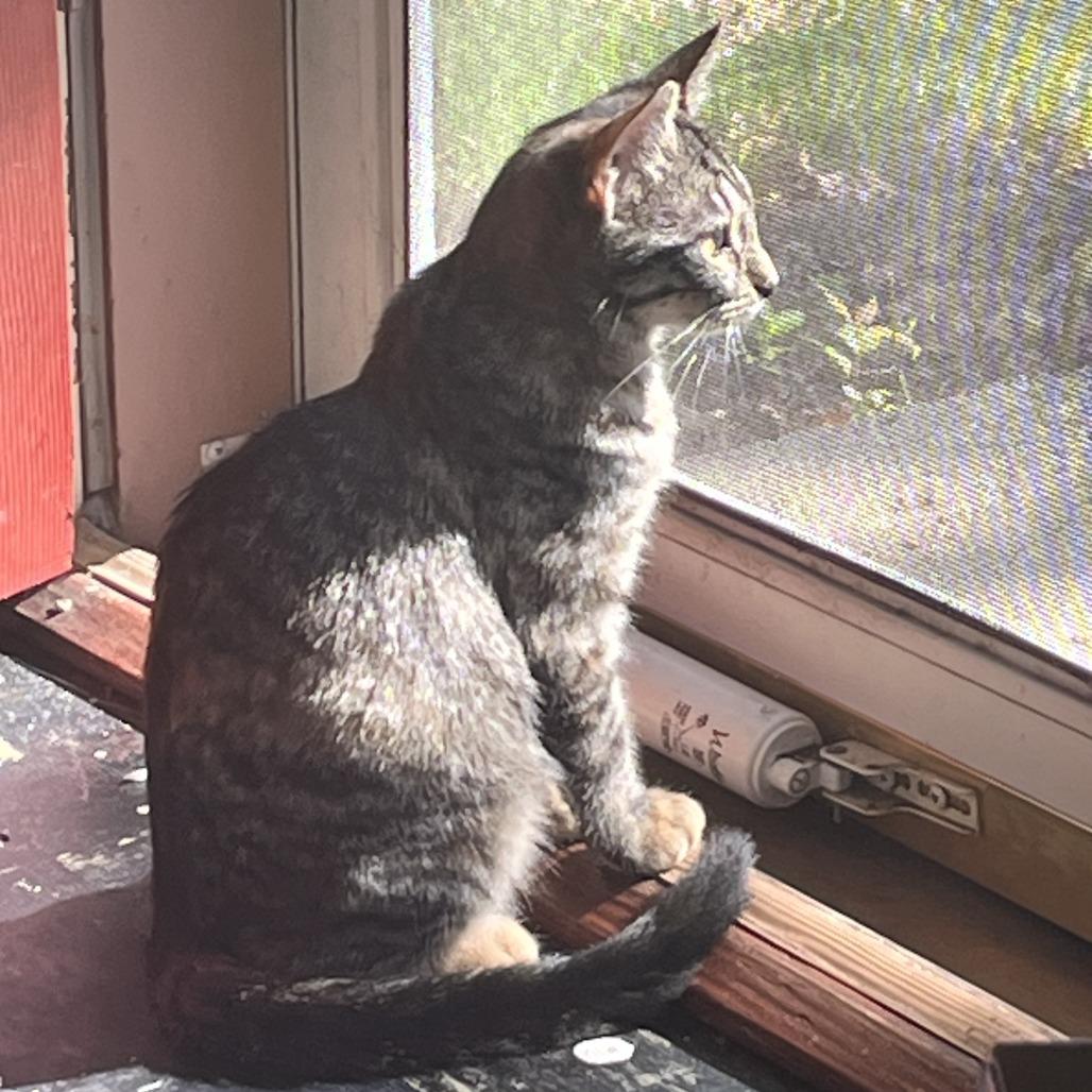 Enlarge Carpenter C69004, a Adoptable Domestic Short Hair in Minnetonka, MN image 5/6