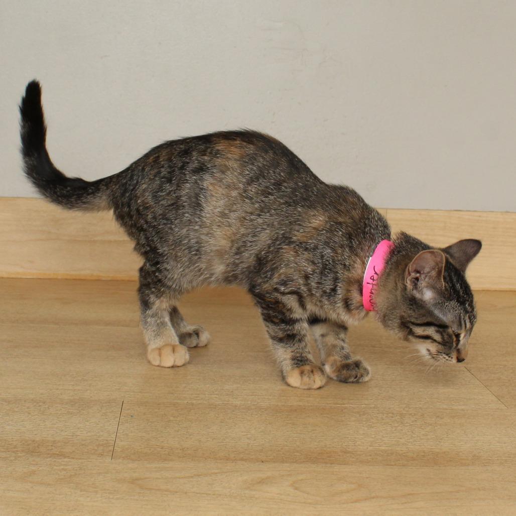 Enlarge Carpenter C69004, a Adoptable Domestic Short Hair in Minnetonka, MN image 6/6
