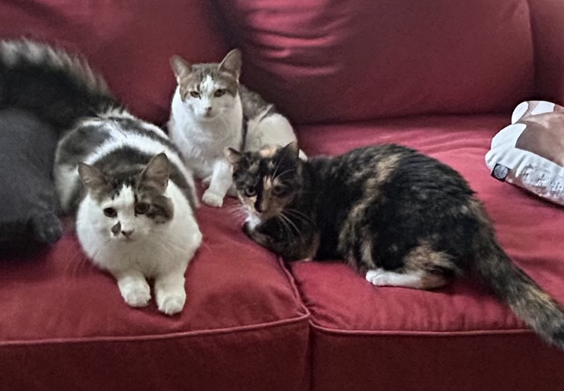 Peaches, a Adoptable Calico in Keller, TX image 1/6