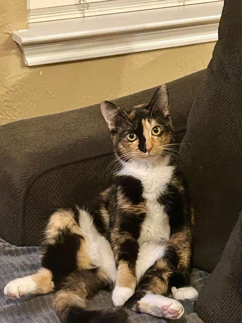 Peaches, a Adoptable Calico in Keller, TX image 3/6