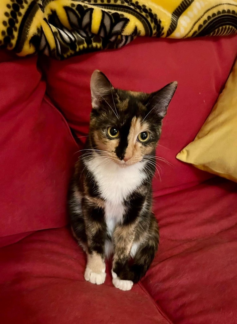 Peaches, a Adoptable Calico in Keller, TX image 4/6