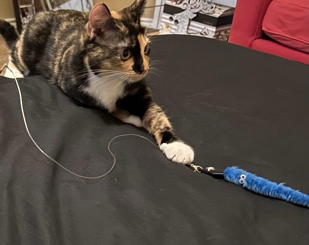 Peaches, a Adoptable Calico in Keller, TX image 6/6