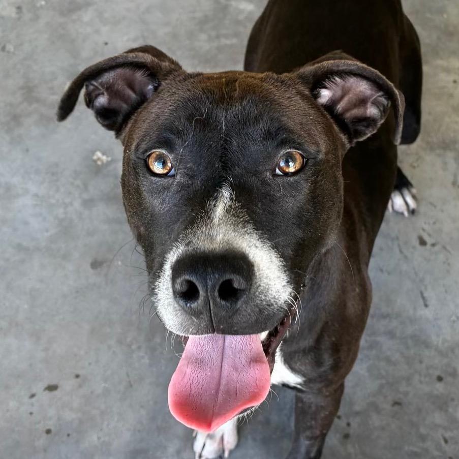 Enlarge Mango, a Adoptable mixed breed in Bronson, FL image 1/2