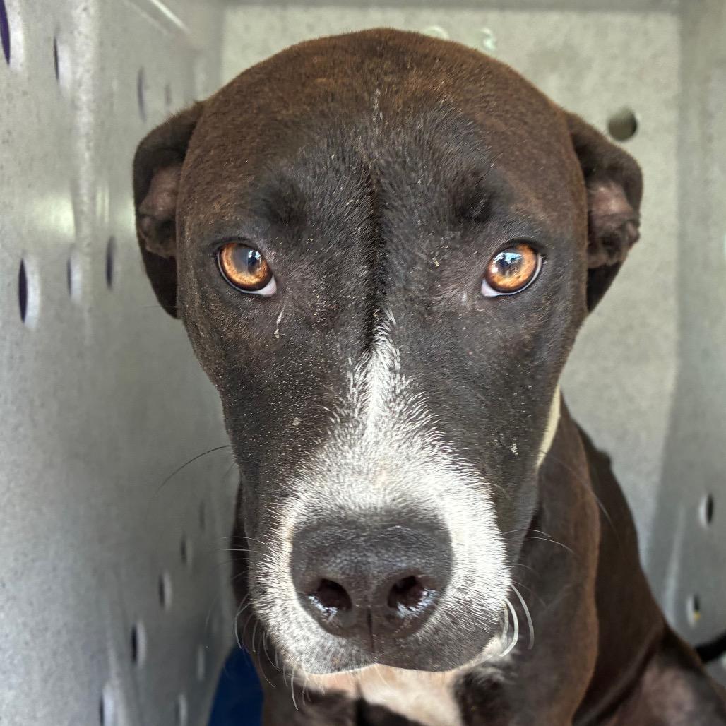 Enlarge Mango, a Adoptable mixed breed in Bronson, FL image 2/2