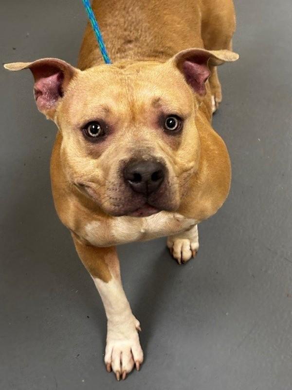 Enlarge 26-03-0622 Myra, a Adoptable mixed breed in Dallas, GA image 1/1