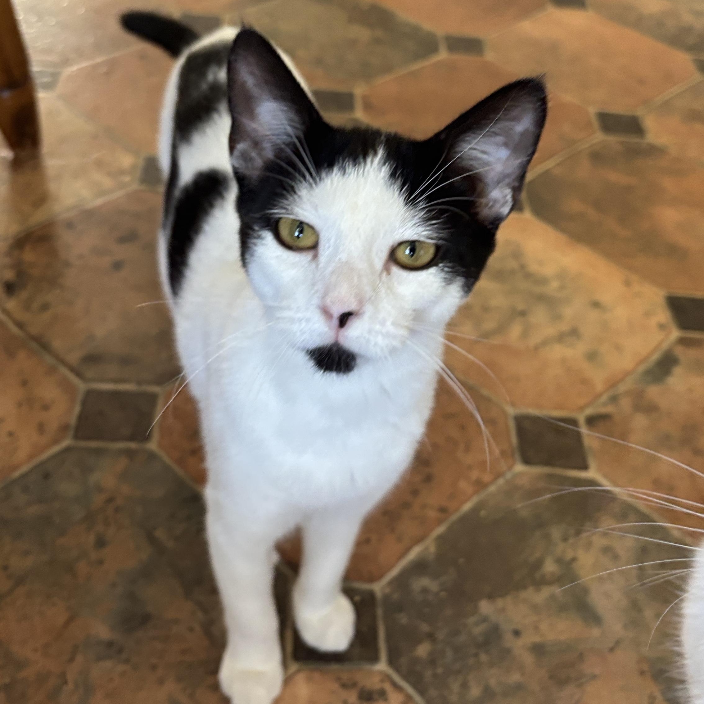 Enlarge Slushie, a Adoptable Domestic Short Hair in Melrose, MA image 1/1