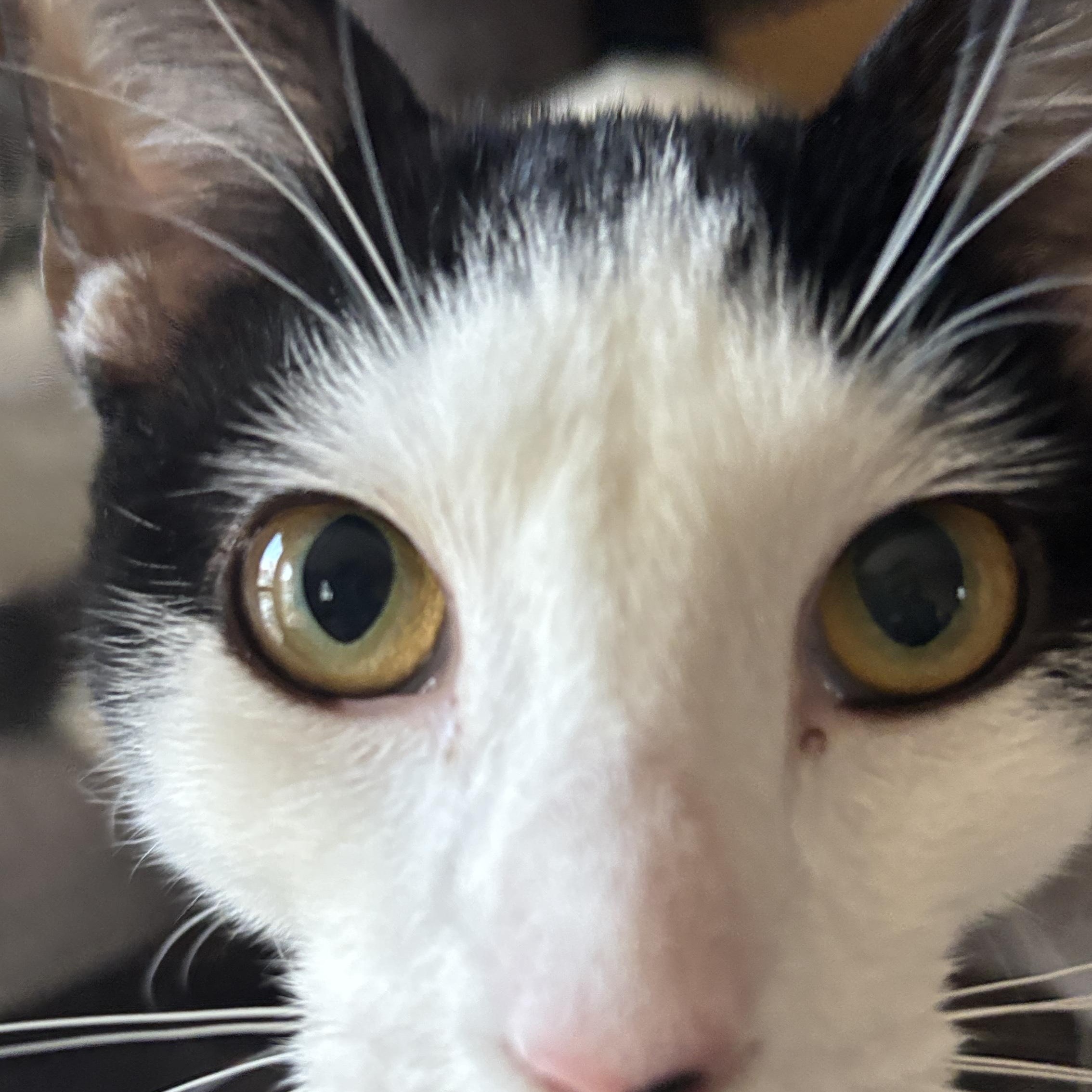 Enlarge Slushie, an adopted Domestic Short Hair in Melrose, MA image 3/3