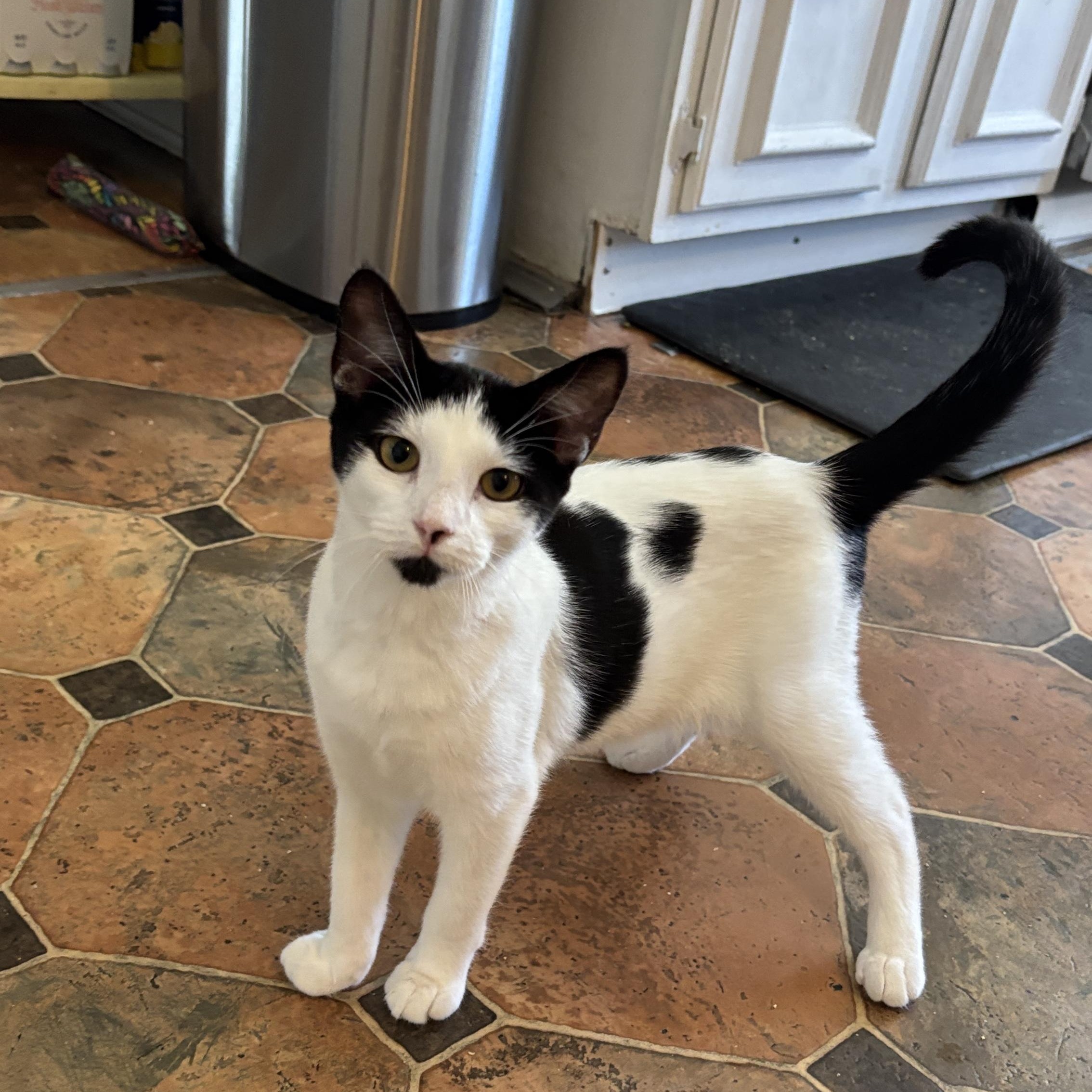 Slushie, a Adoptable Domestic Short Hair in Melrose, MA image 2/3