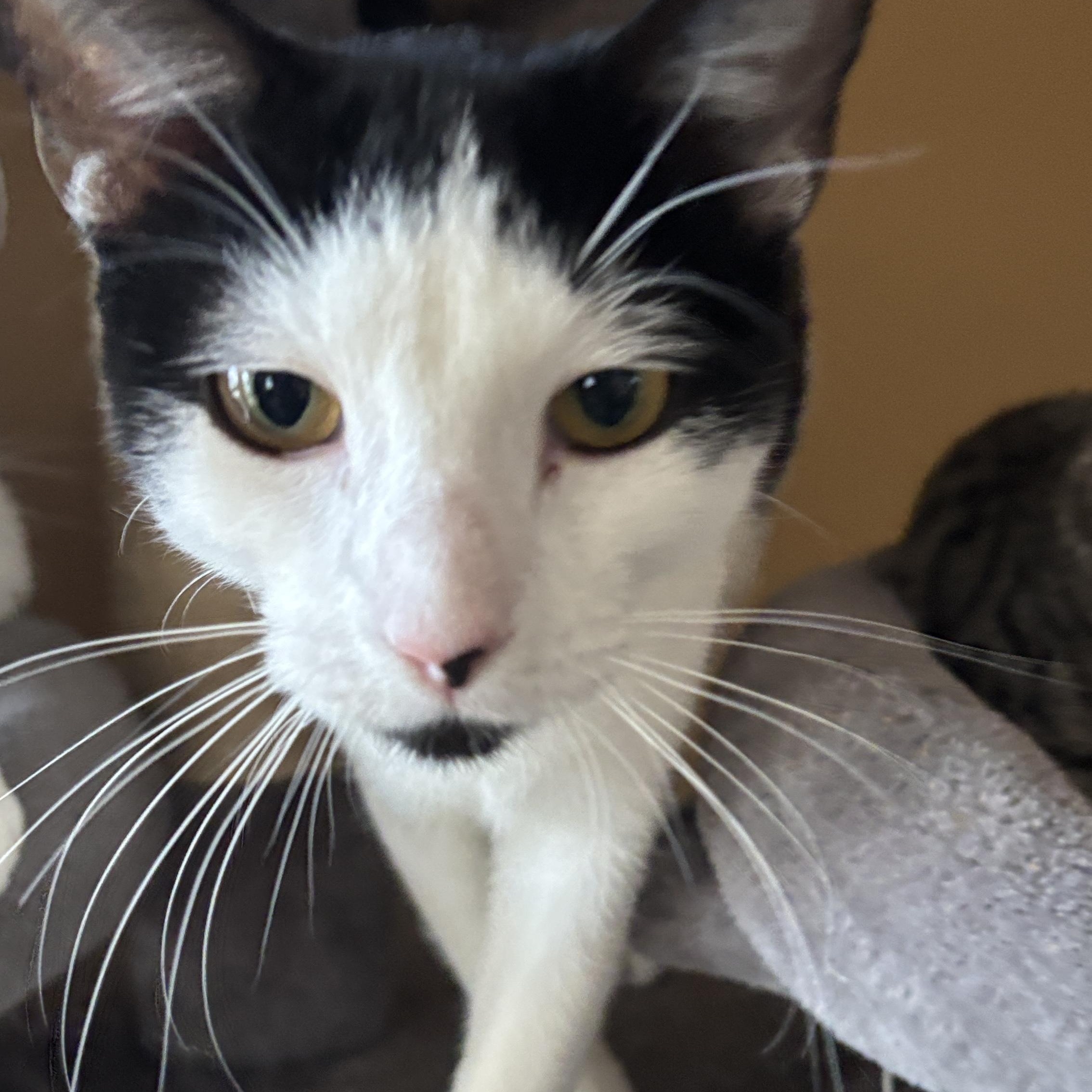 Enlarge Slushie, an adopted Domestic Short Hair in Melrose, MA image 1/3