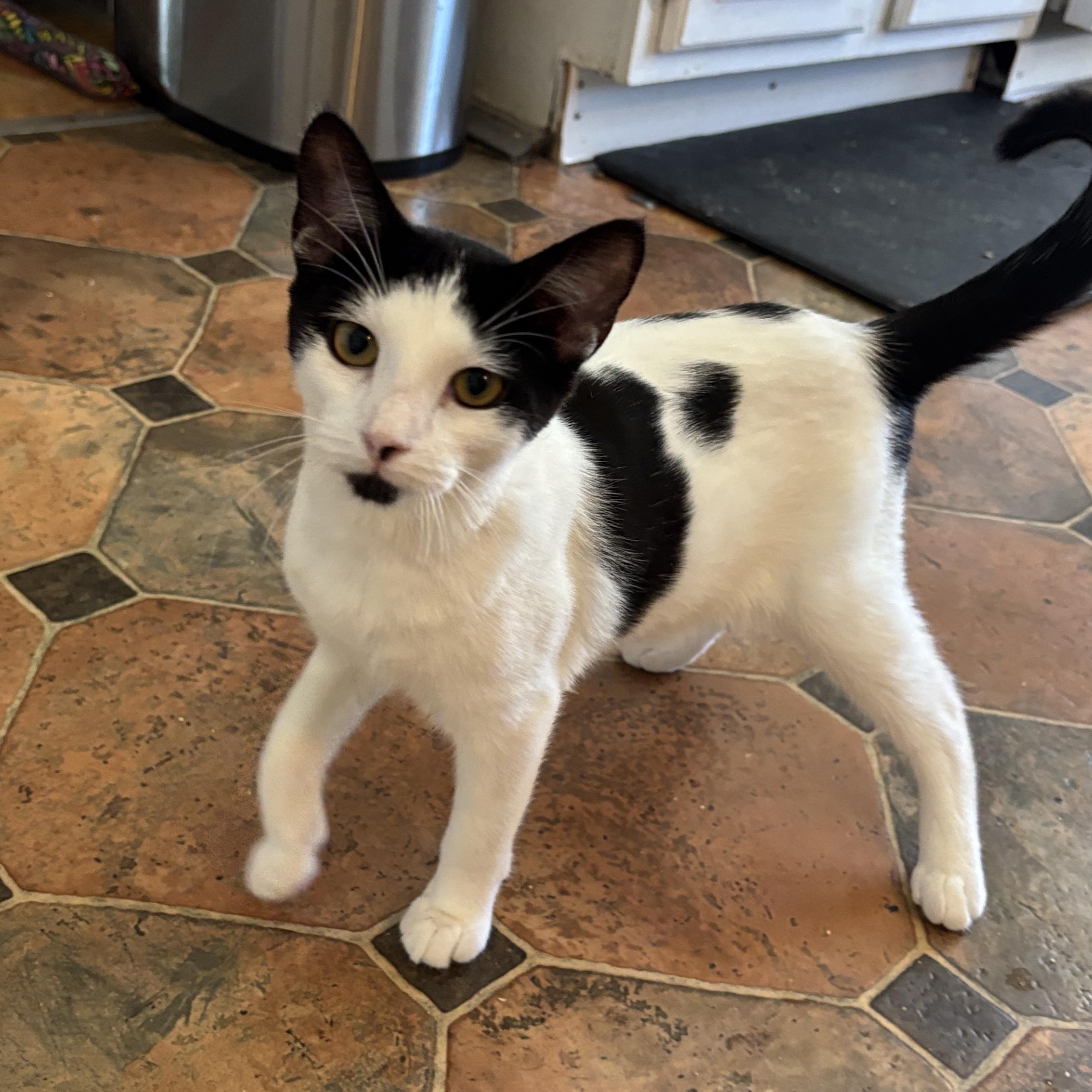 Slushie, a Adoptable Domestic Short Hair in Melrose, MA image 1/3