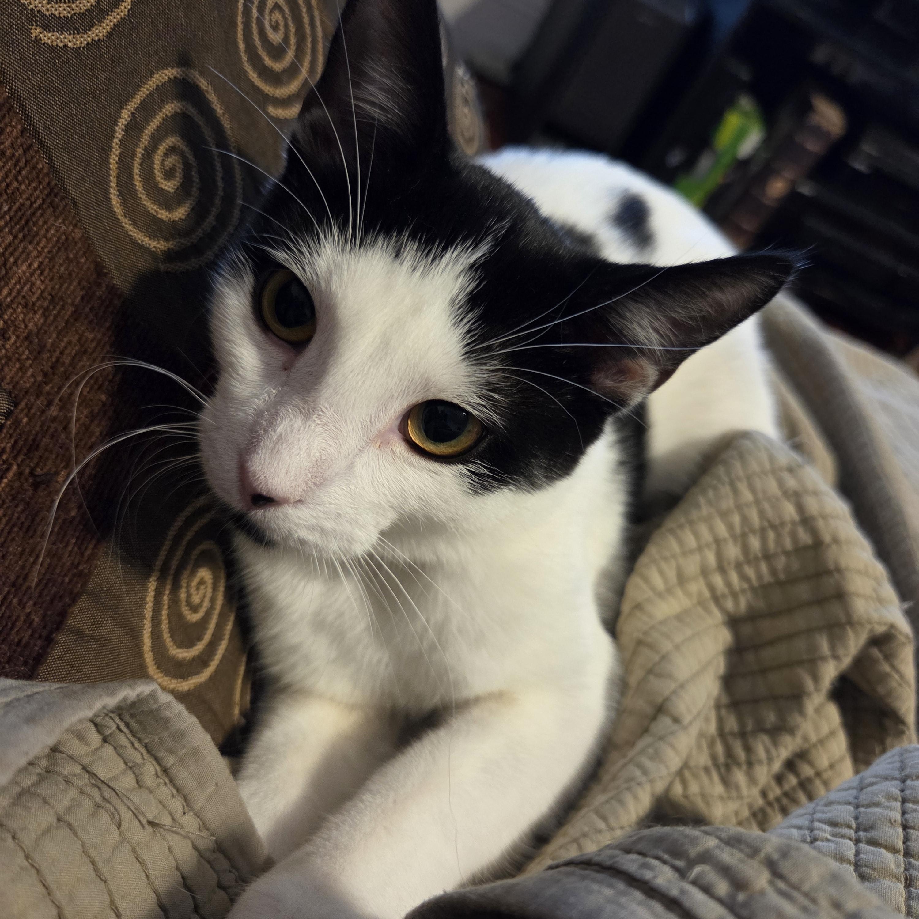 Slushie, a Adoptable Domestic Short Hair in Melrose, MA image 3/3