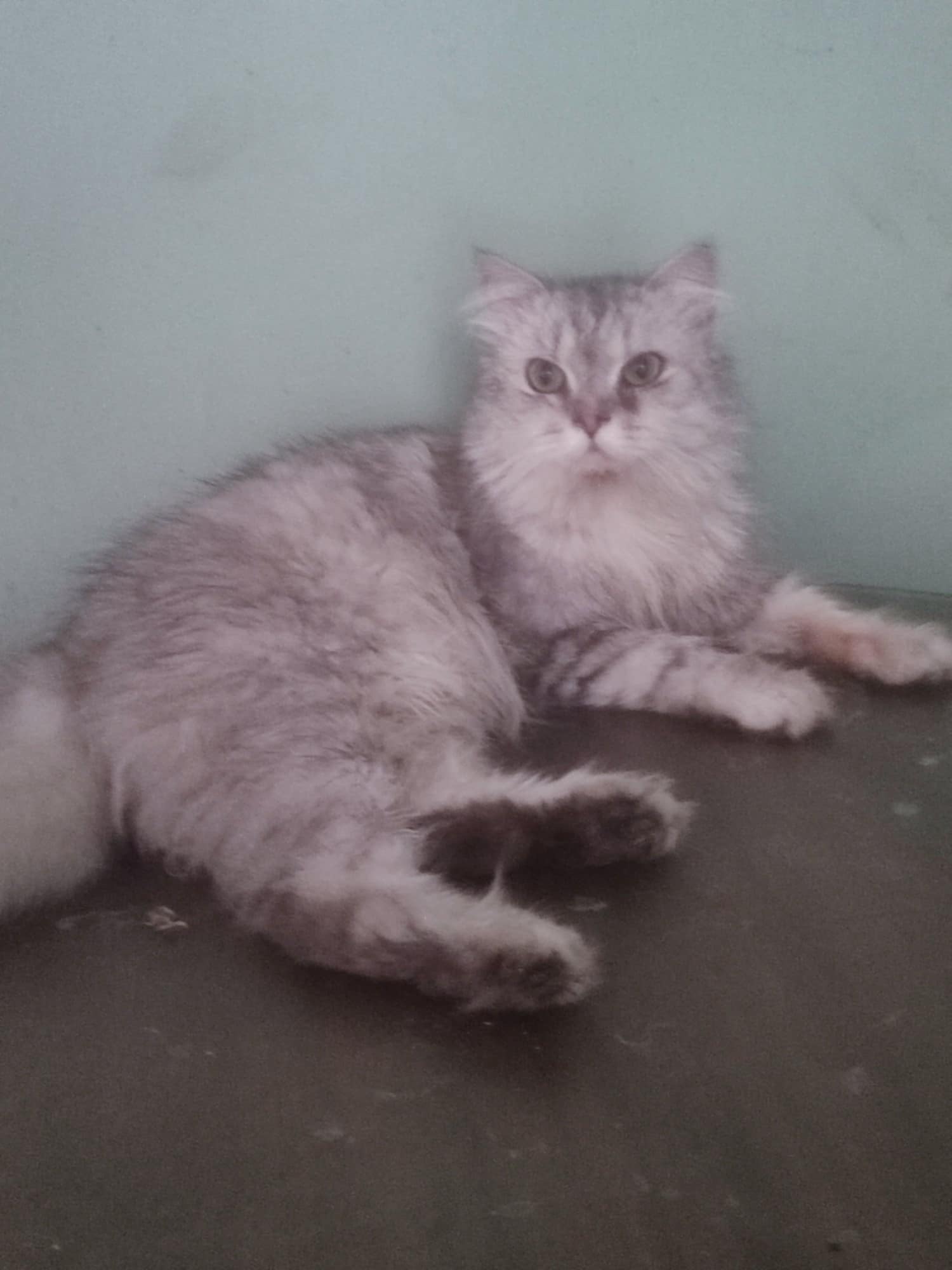 Garfar, Adult Male Siberian