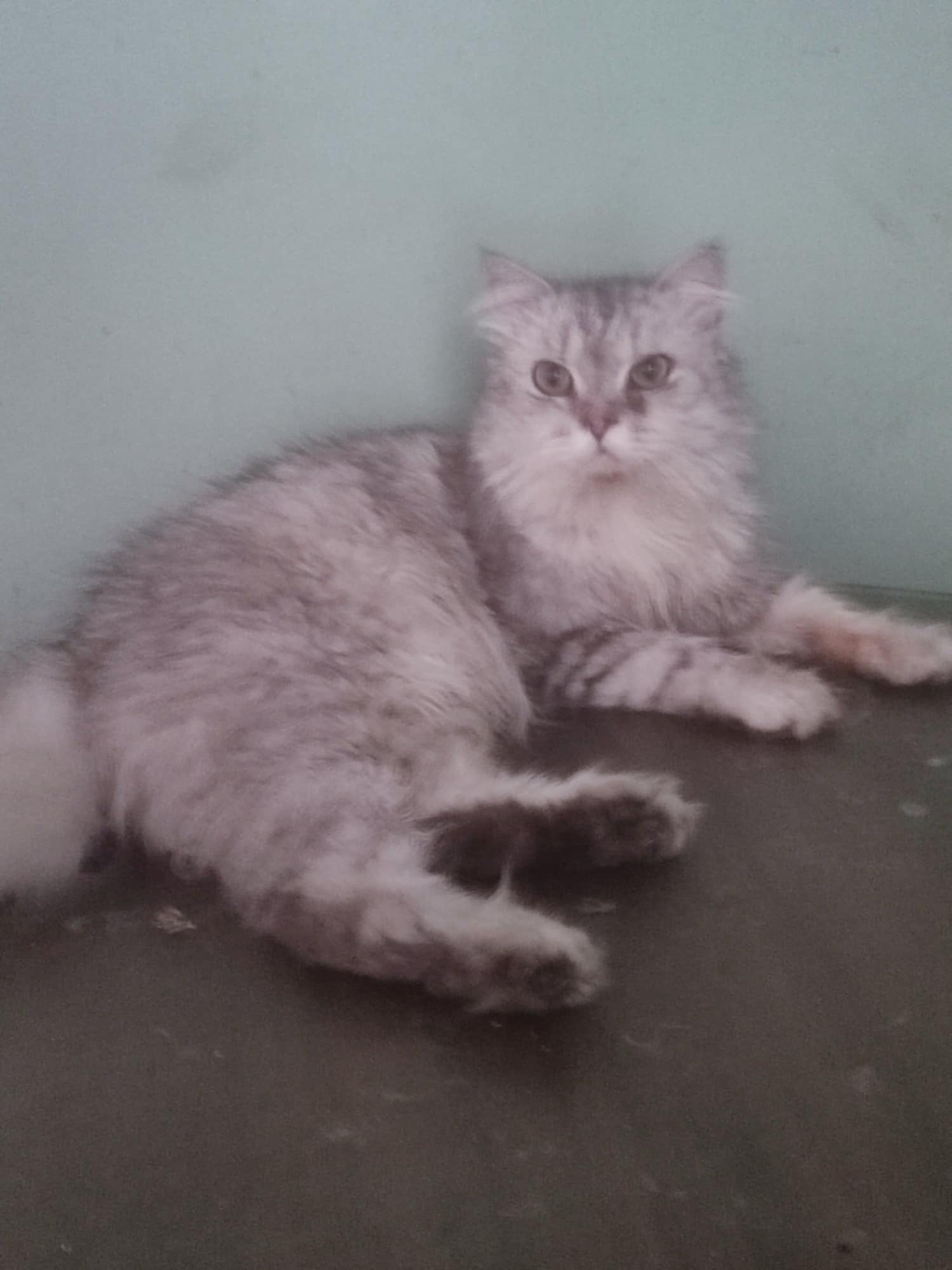 Enlarge Garfar, a Adoptable mixed breed in Brampton, ON image 2/2