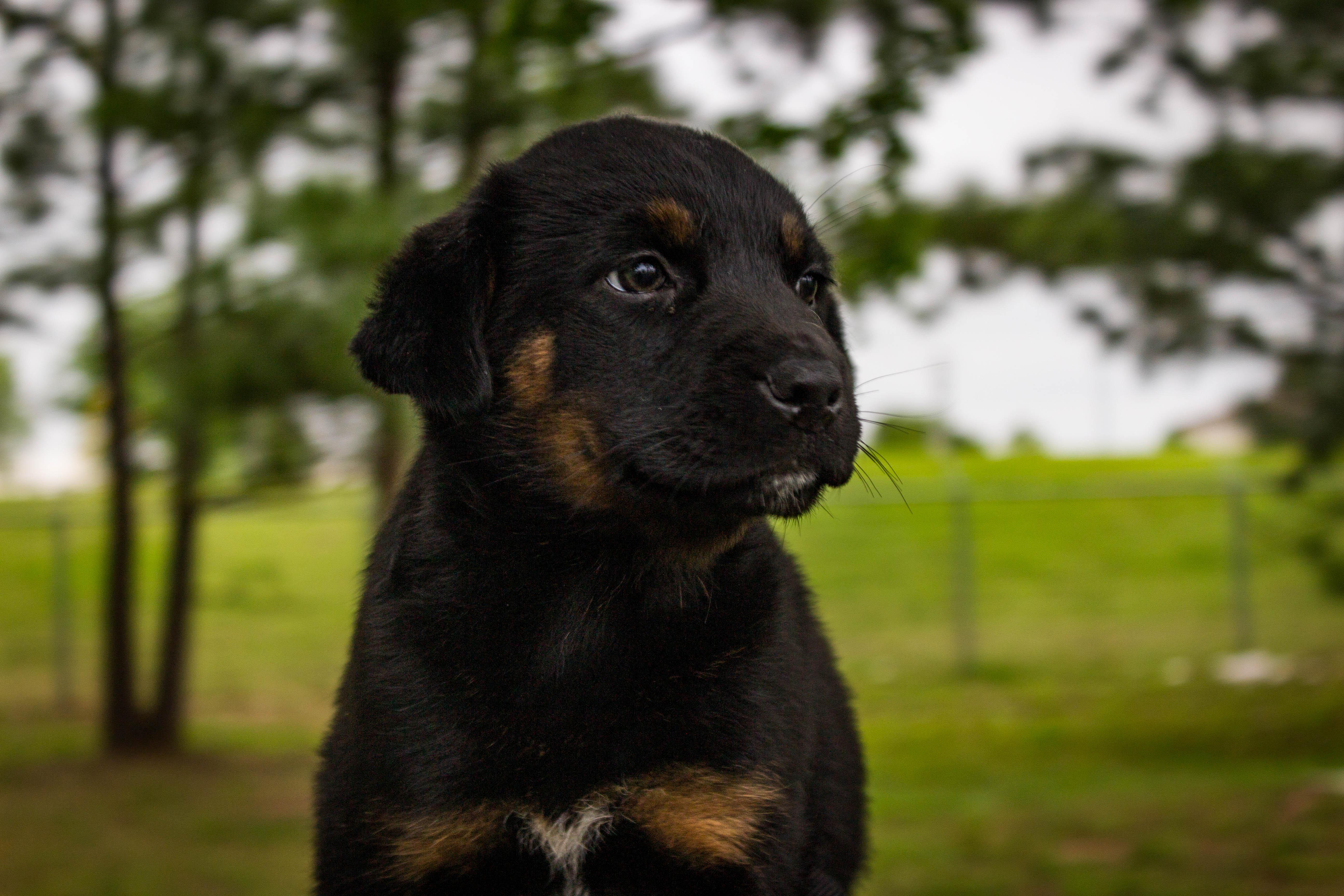Enlarge BROOKIE, an adopted Rottweiler in Jenks, OK image 1/1