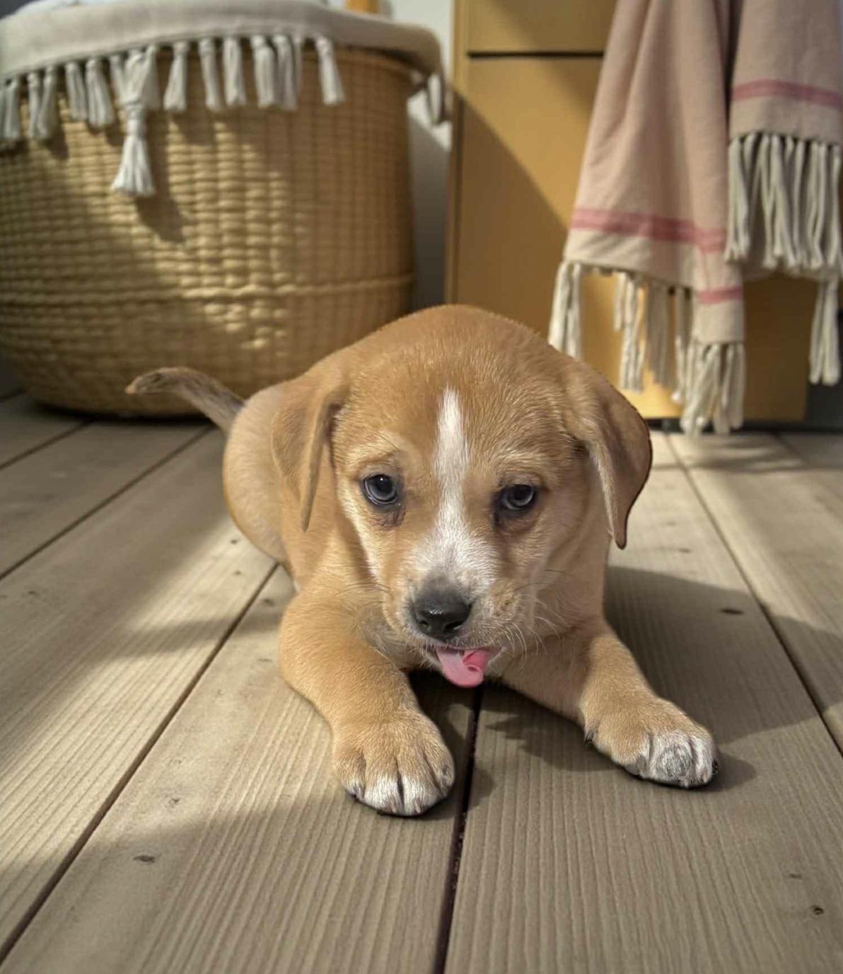 Xena — thumbnail 2