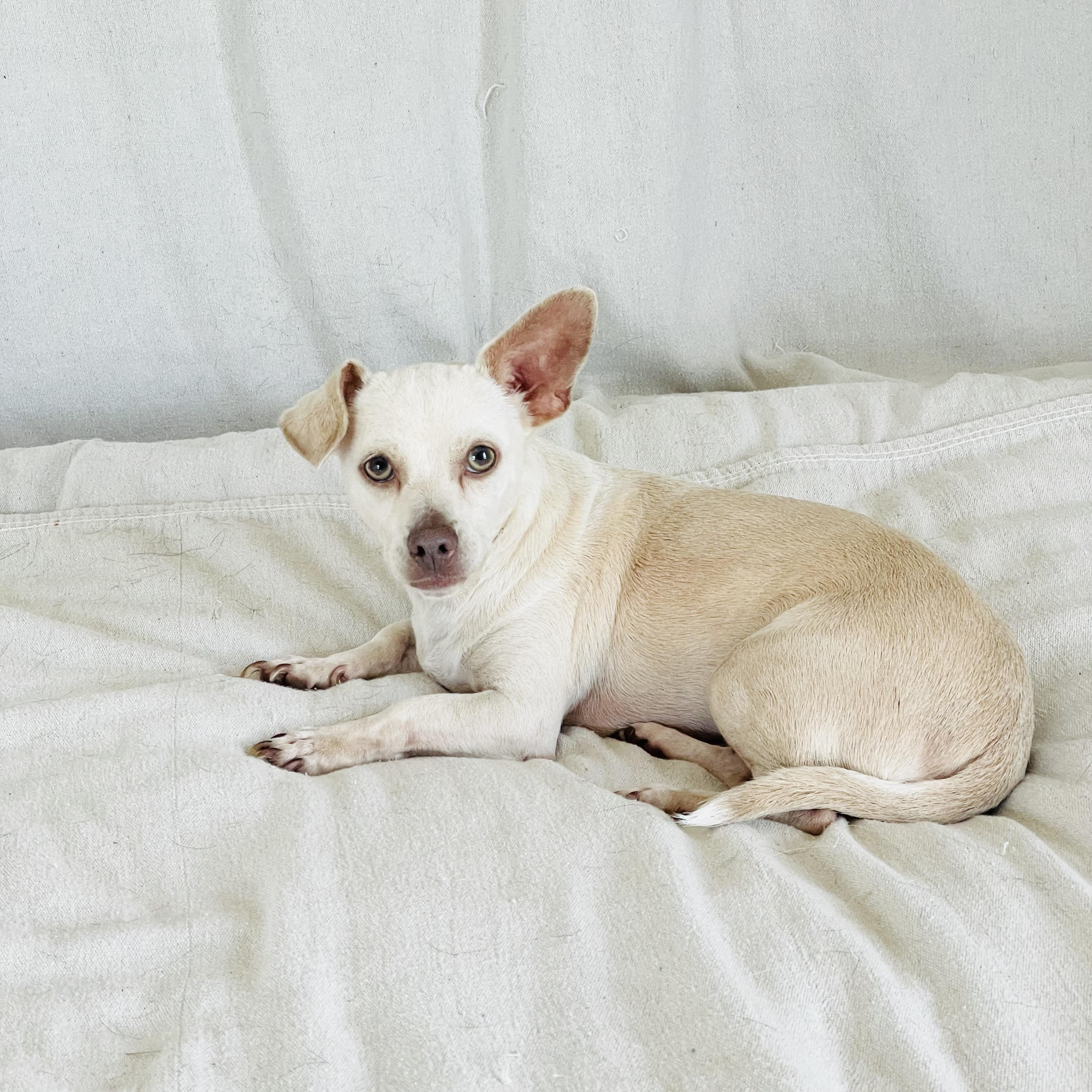 Enlarge Cuddly Frijol, a ADOPTABLE mixed breed in West Hartford , CT image 1/5