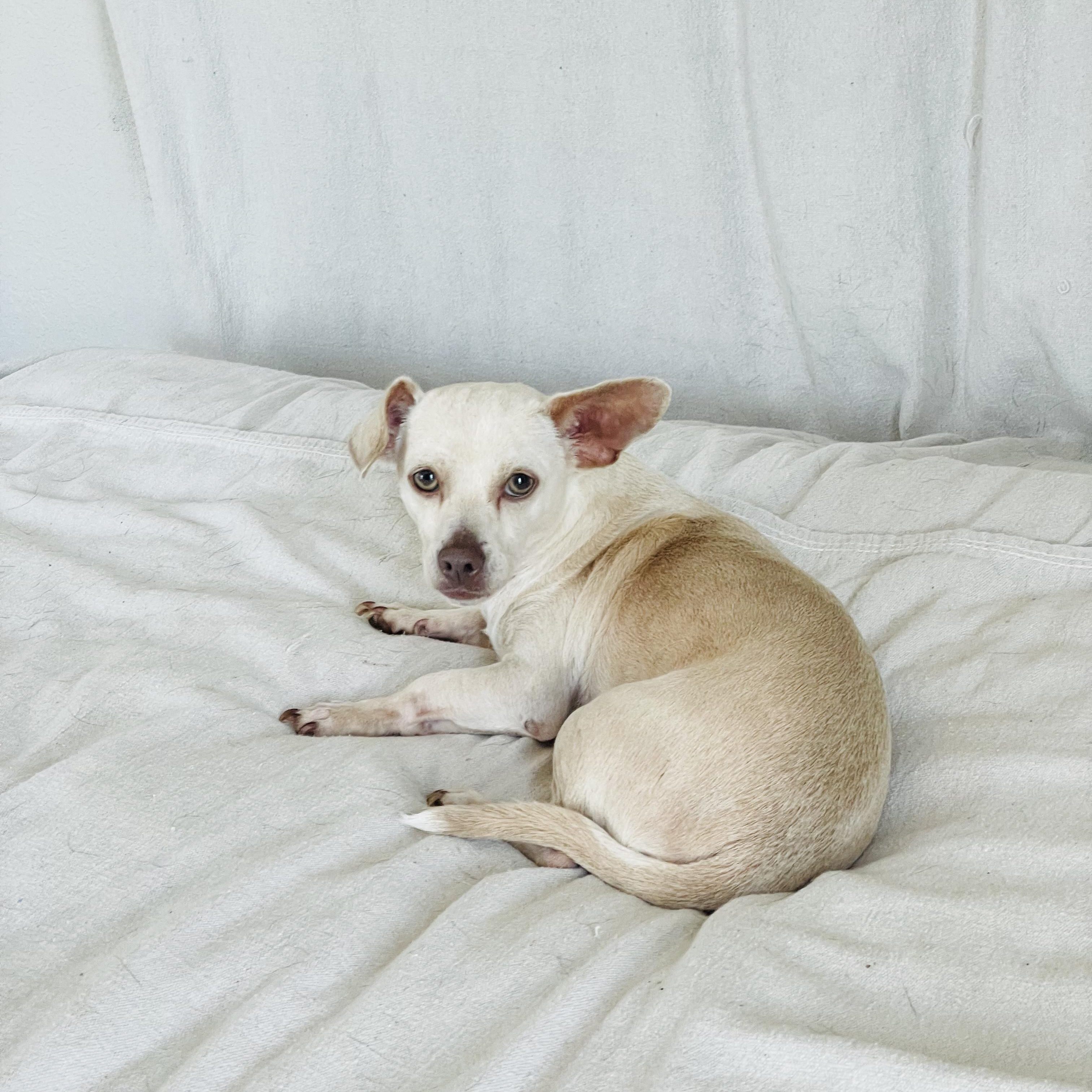 Enlarge Cuddly Frijol, a ADOPTABLE mixed breed in West Hartford , CT image 4/5