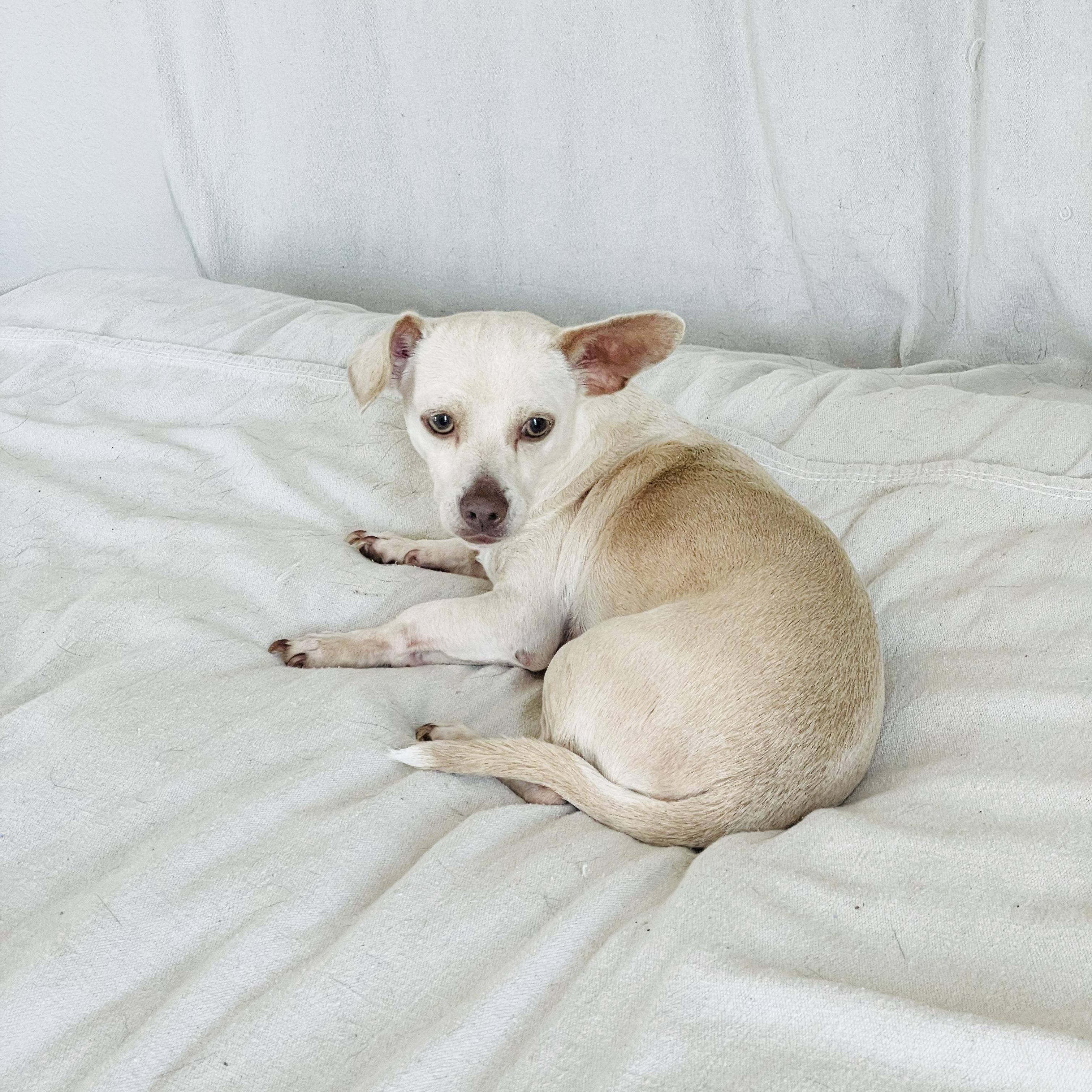 Enlarge Cuddly Frijol, a ADOPTABLE mixed breed in West Hartford , CT image 5/5