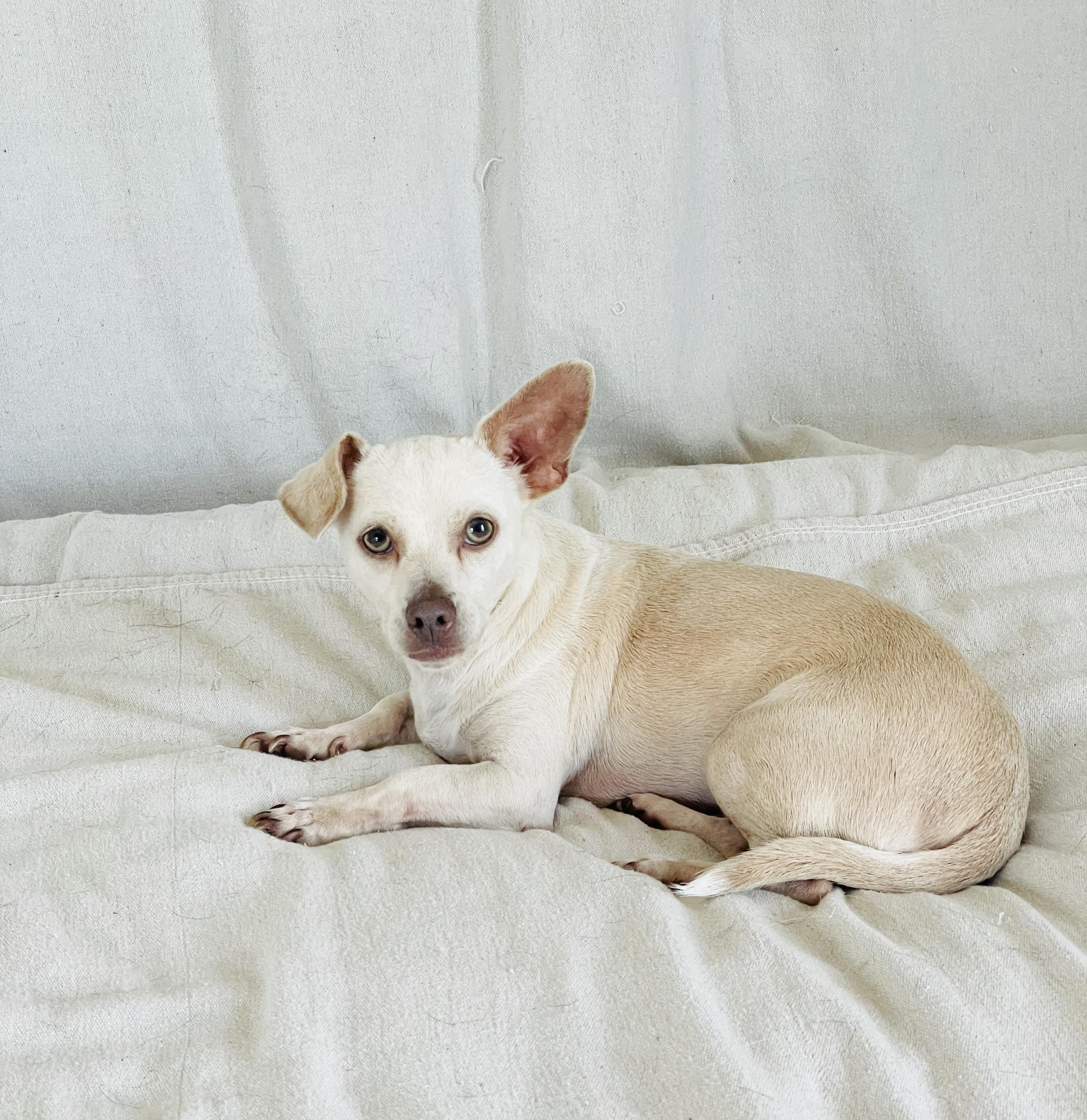 Enlarge Cuddly Frijol, a ADOPTABLE mixed breed in West Hartford , CT image 2/5