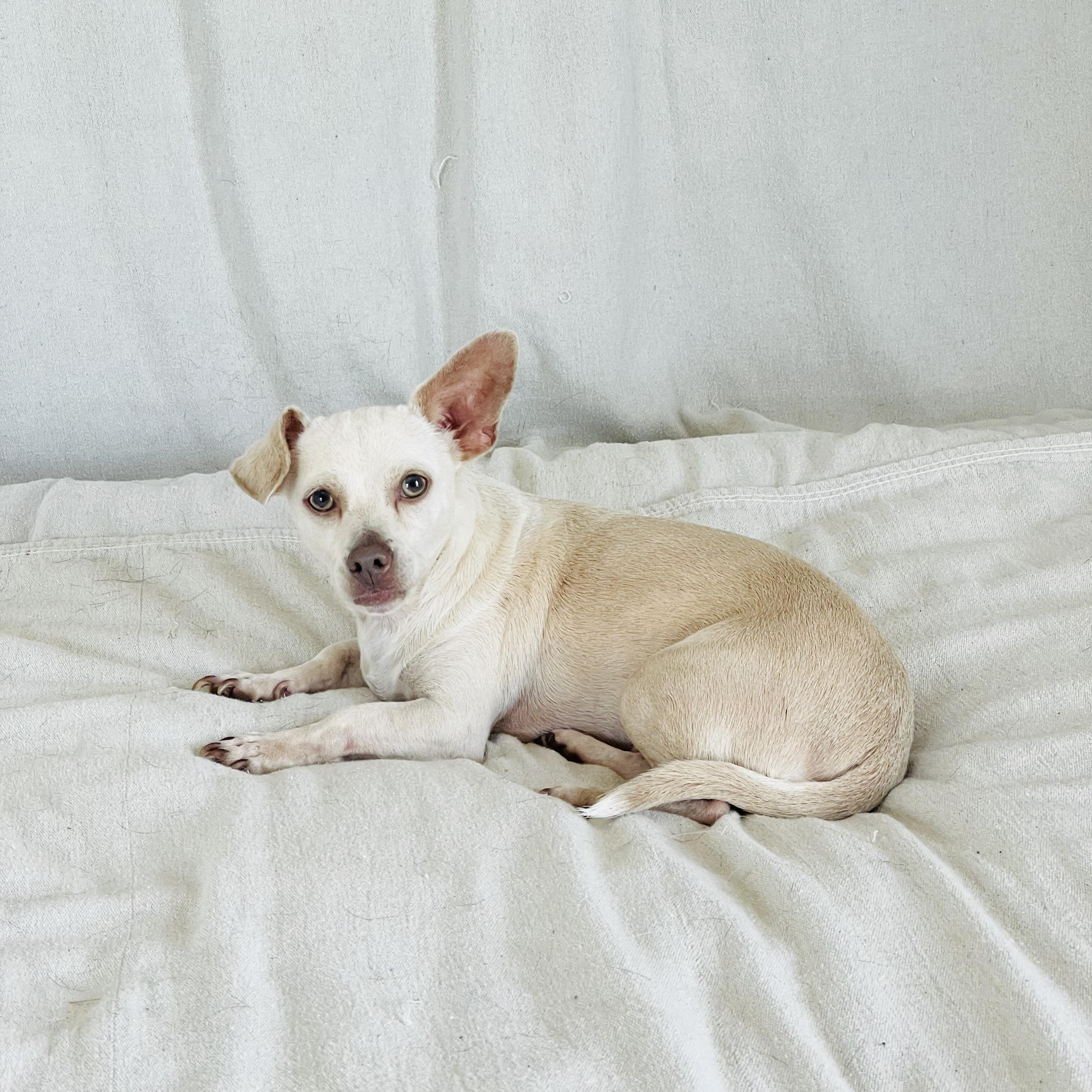 Enlarge Cuddly Frijol, a ADOPTABLE mixed breed in West Hartford , CT image 3/5