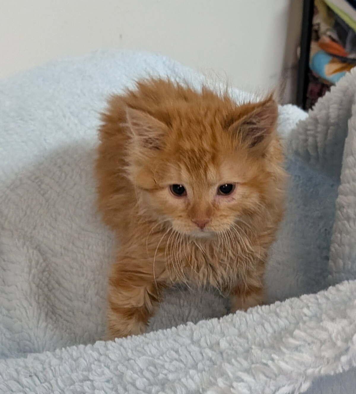 Enlarge Fire, an adopted Domestic Long Hair in wetaskiwin, AB image 2/2