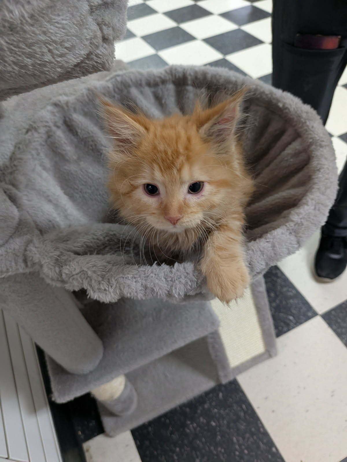 Enlarge Fire, an adopted Domestic Long Hair in wetaskiwin, AB image 1/2