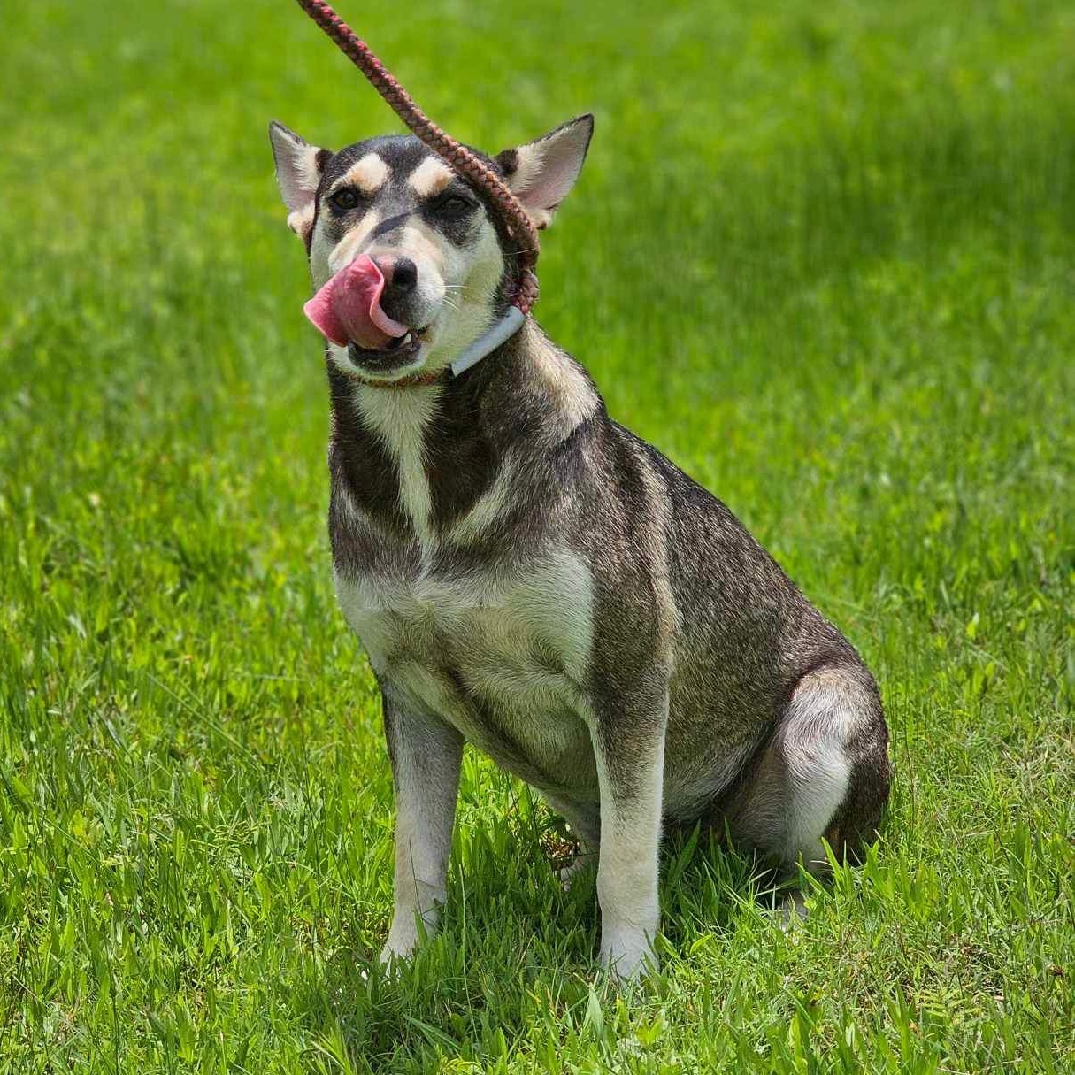 Winifred, a Adoptable Siberian Husky in West Suffield, CT image 4/5