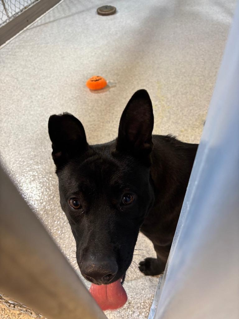 Enlarge Barney, a Adoptable German Shepherd Dog in Detroit, MI image 1/2