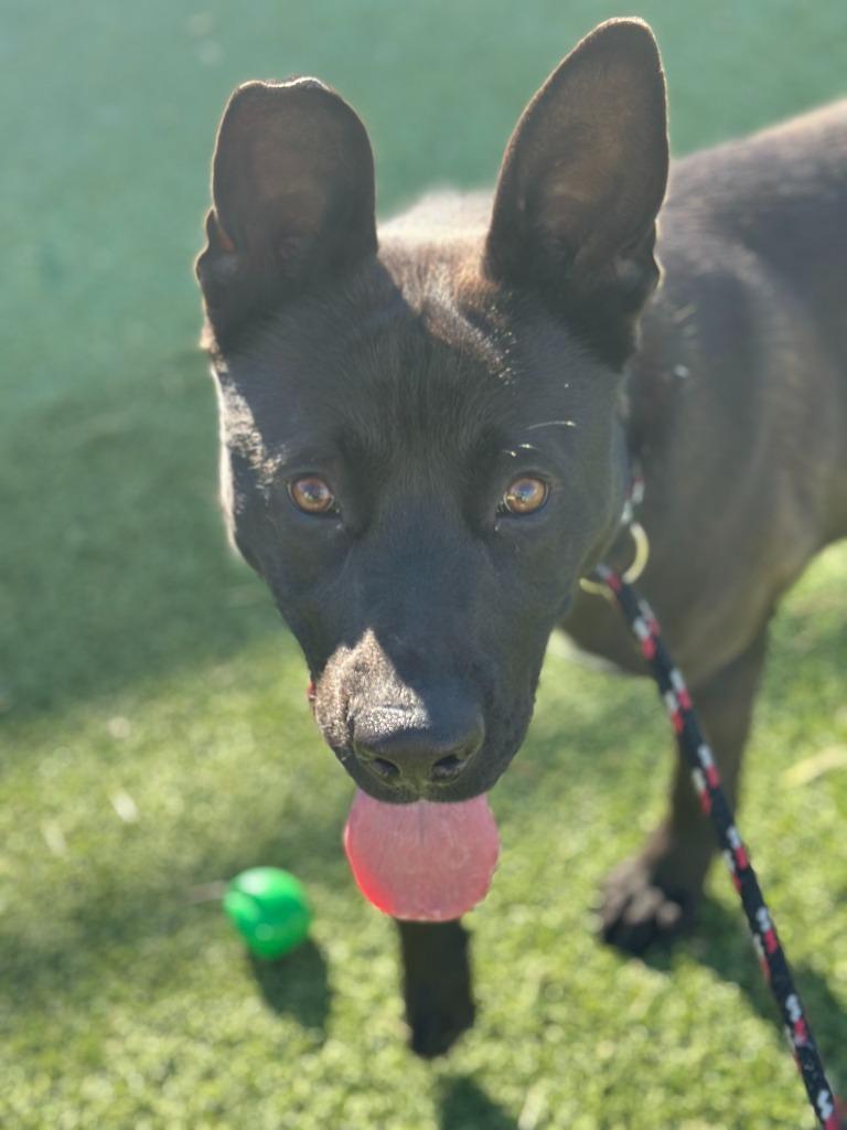 Enlarge Barney, a Adoptable German Shepherd Dog in Detroit, MI image 2/2