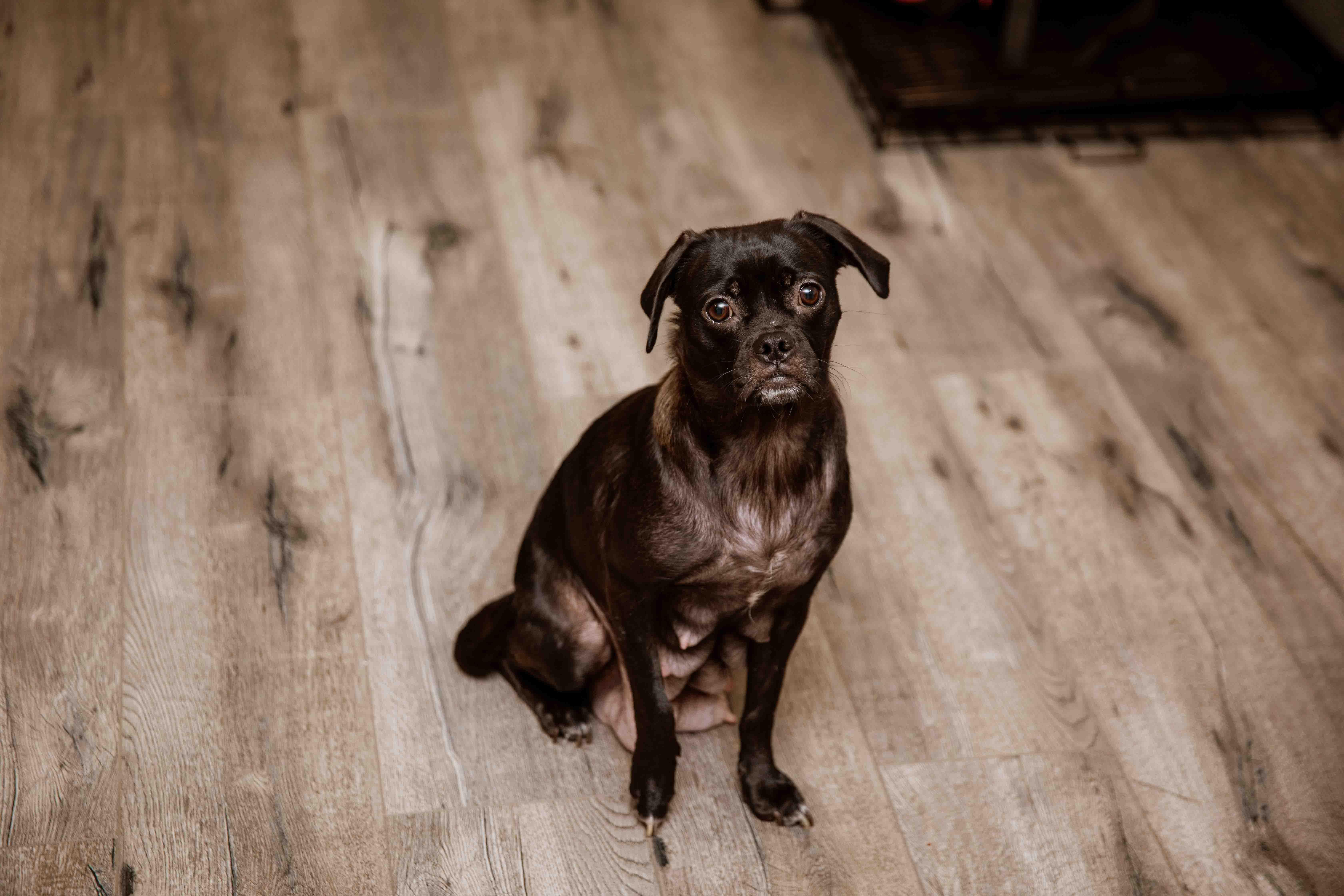 Rayna, Young Female Pug