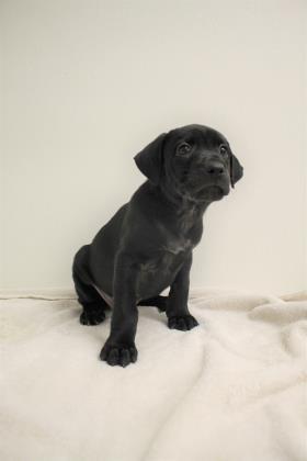 Enlarge Nyx, a Adoptable mixed breed in Phoenix, AZ image 1/3