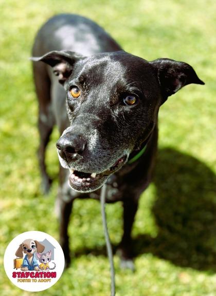 Enlarge Nyx, a Adoptable mixed breed in Phoenix, AZ image 3/3